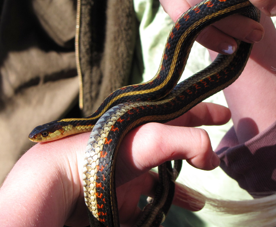 Garter Snake
