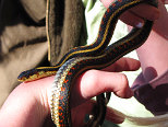 Garter Snake