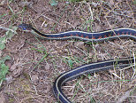Garter Snake with Blue Eyes