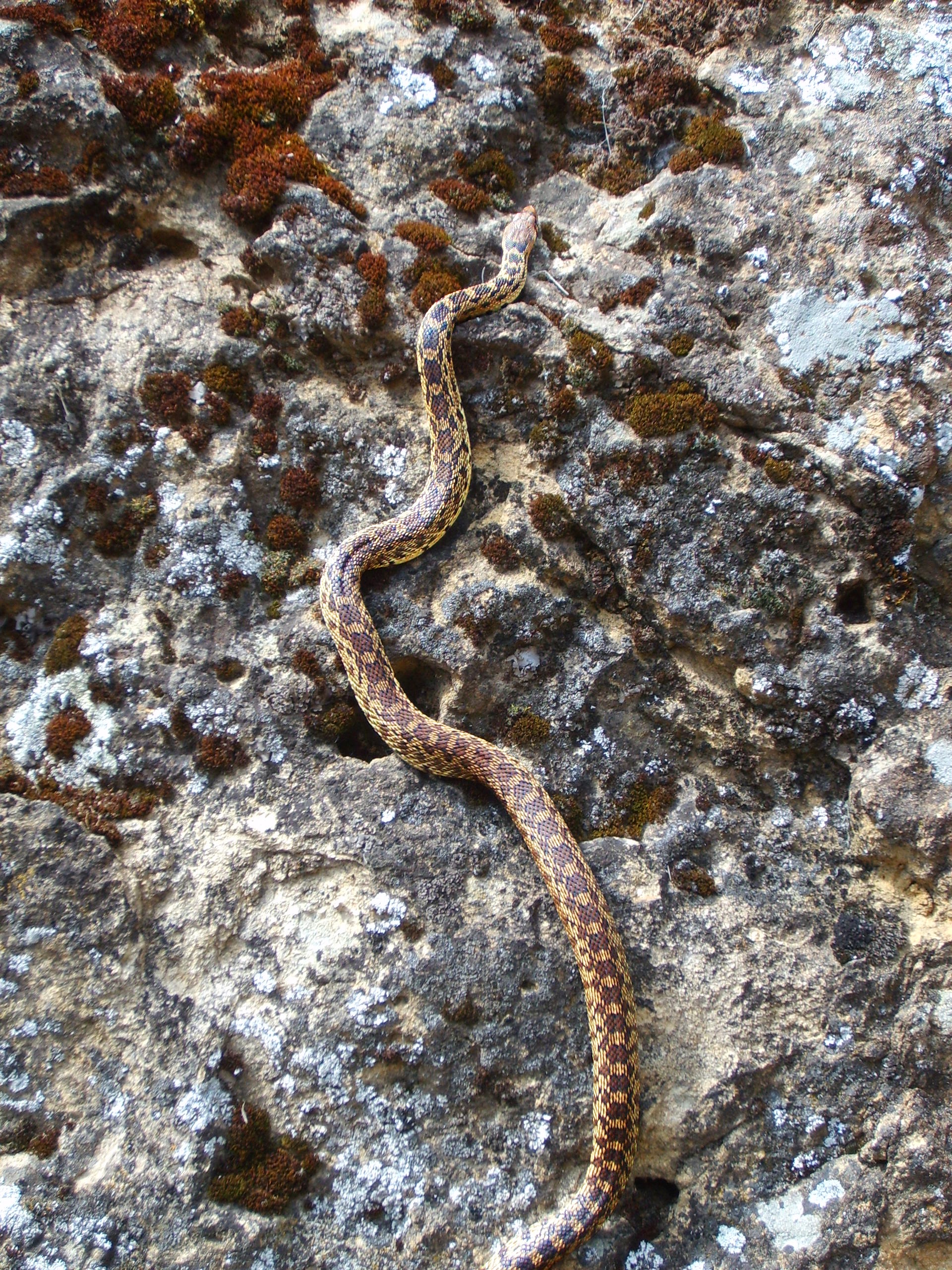 Gopher Snake