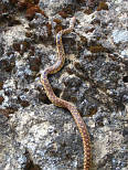 Gopher Snake