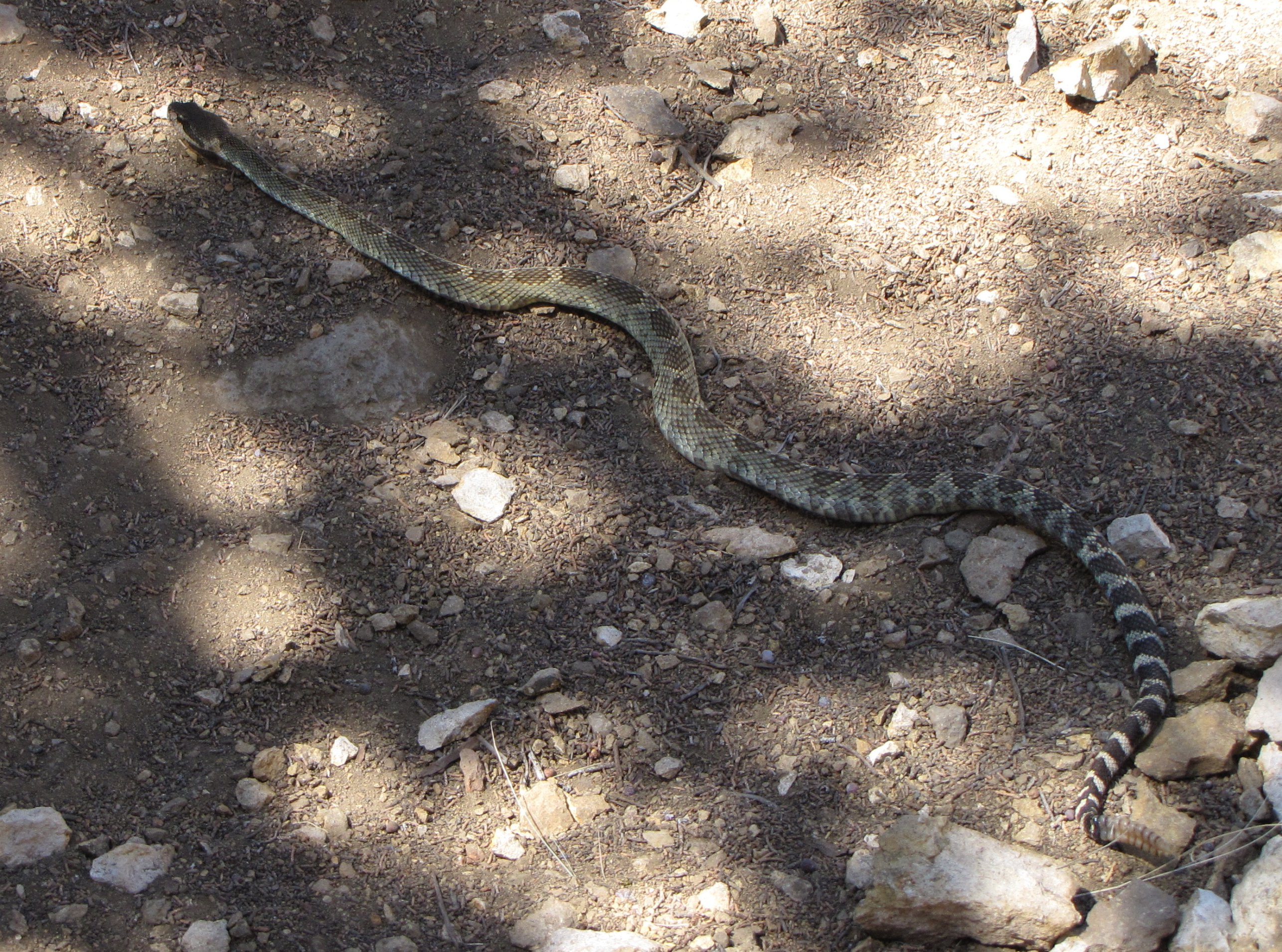 Green Rattlesnake