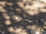 Green Rattlesnake