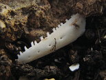 Lizard Jawbone