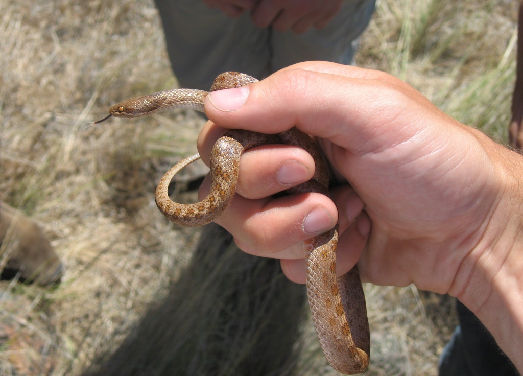Nightsnake