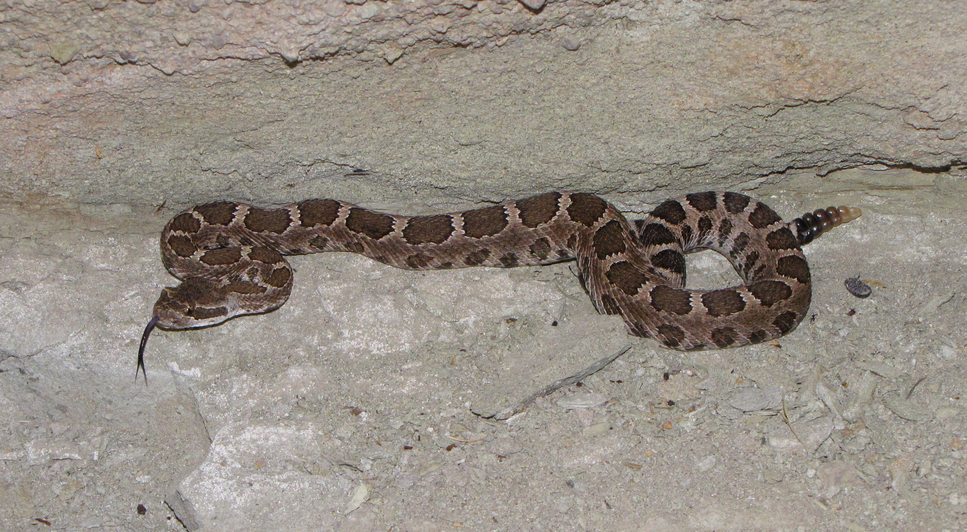 Rattlesnake