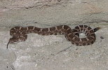 Rattlesnake