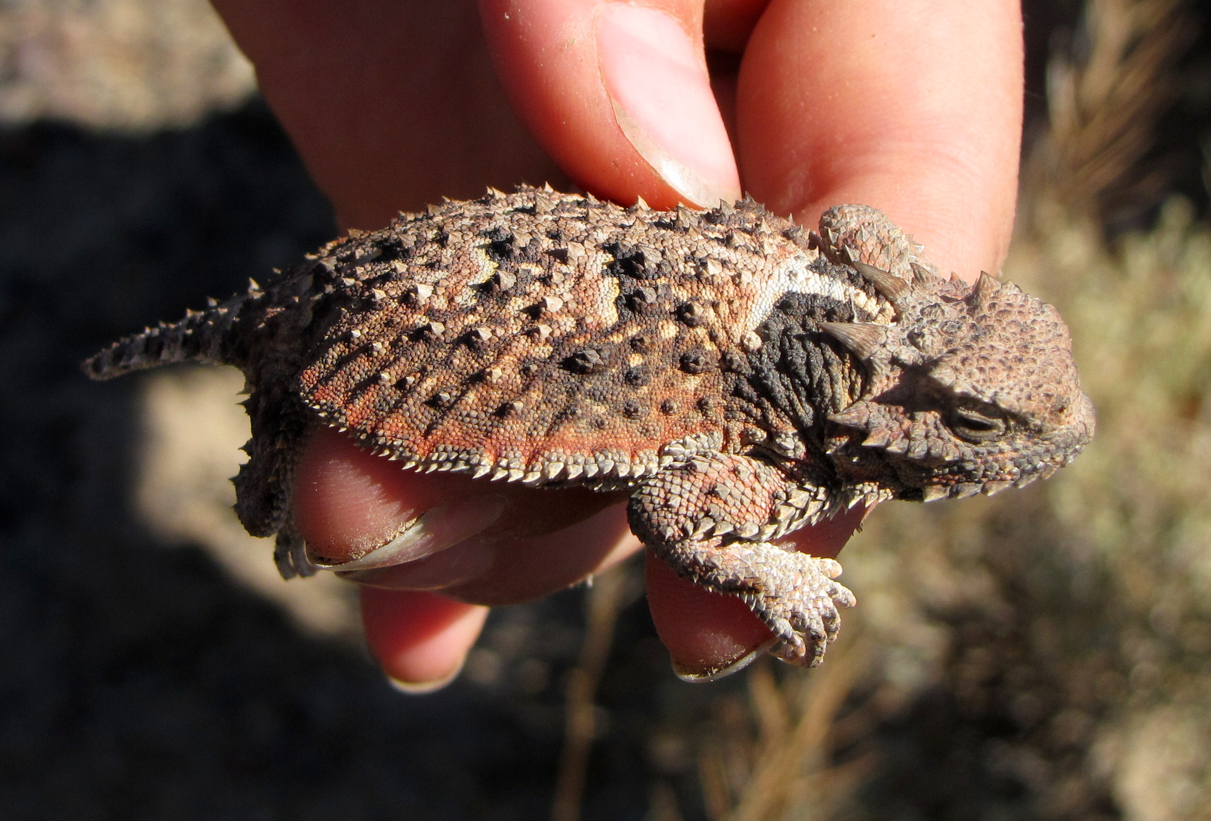 Short-Horned Lizard Relaxing