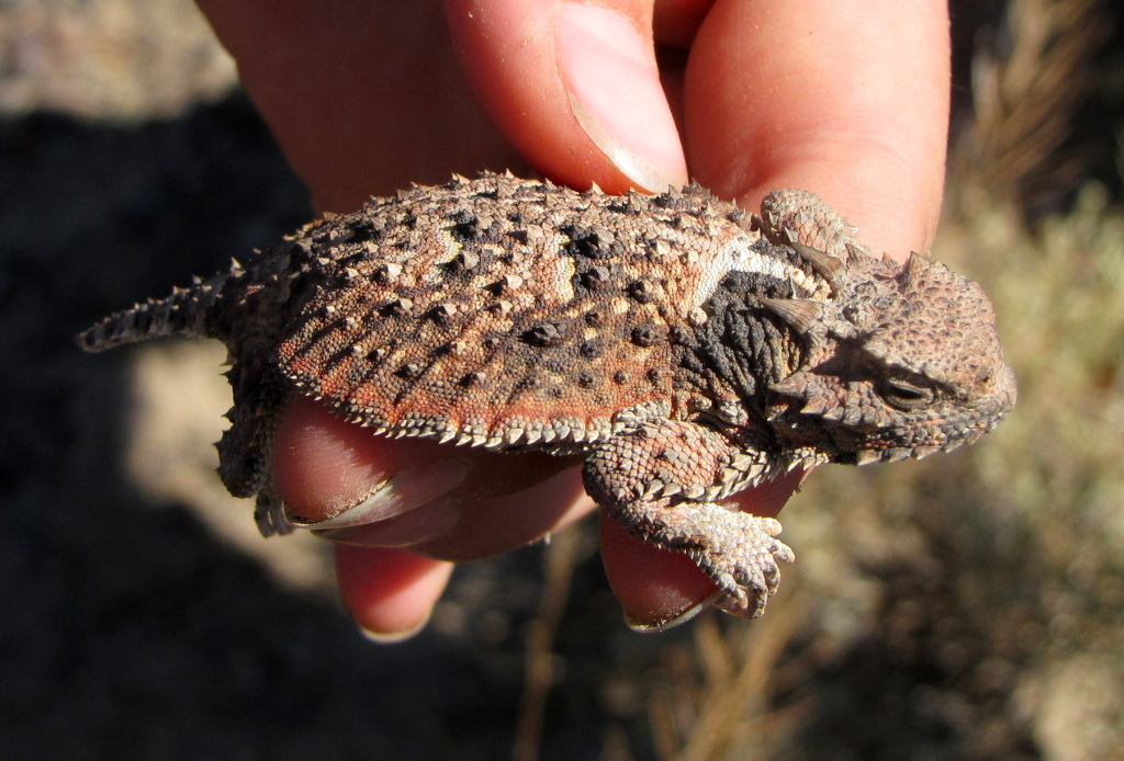 Short-Horned Lizard Relaxing