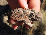 Short-Horned Lizard Relaxing
