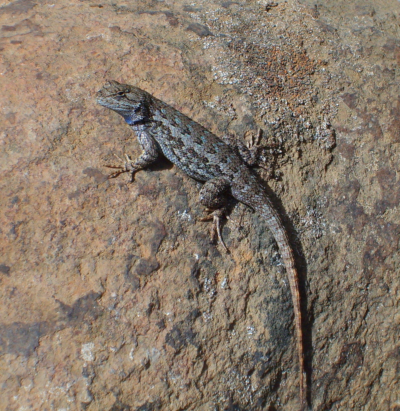 Western Fence Lizard