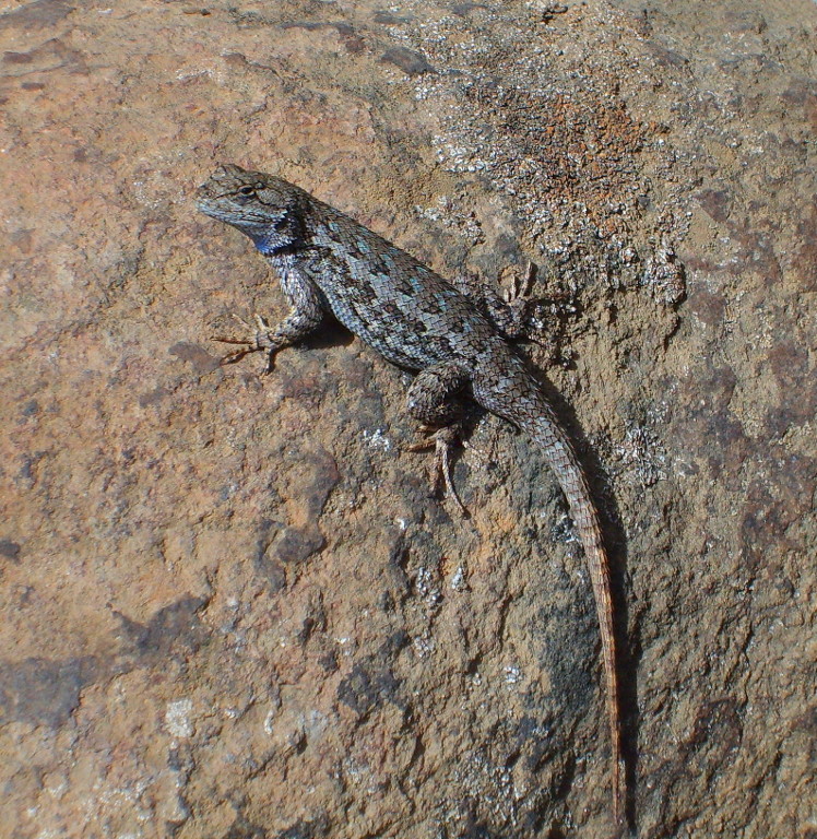 Western Fence Lizard