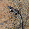Western Fence Lizard