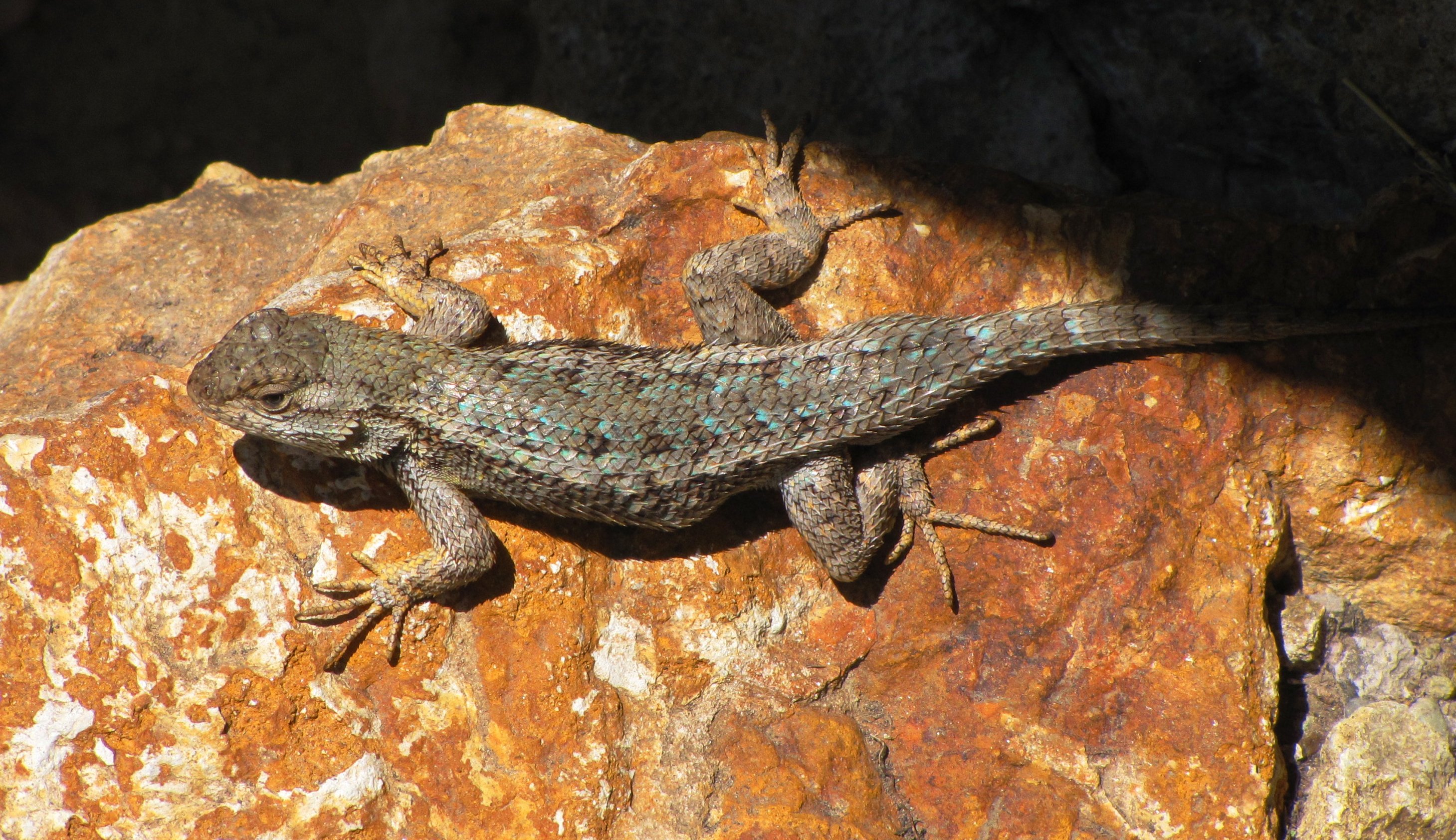 Western Fence Lizard on a Red Rock