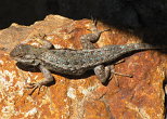 Western Fence Lizard on a Red Rock